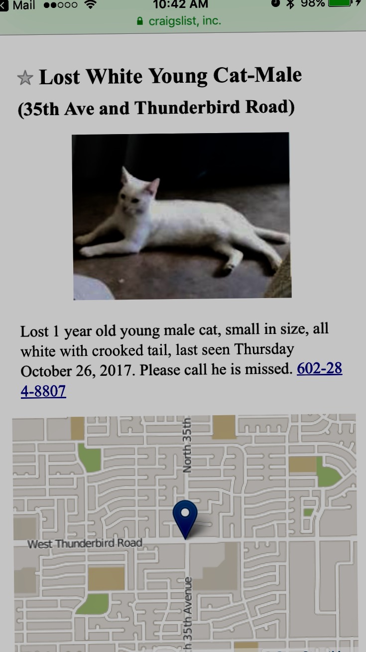 Image of Jimmy, Lost Cat