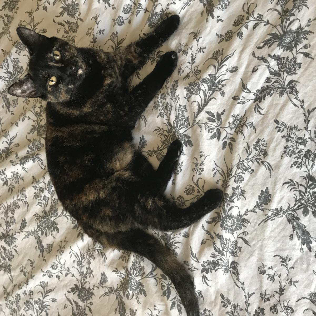 Image of Sophie, Lost Cat