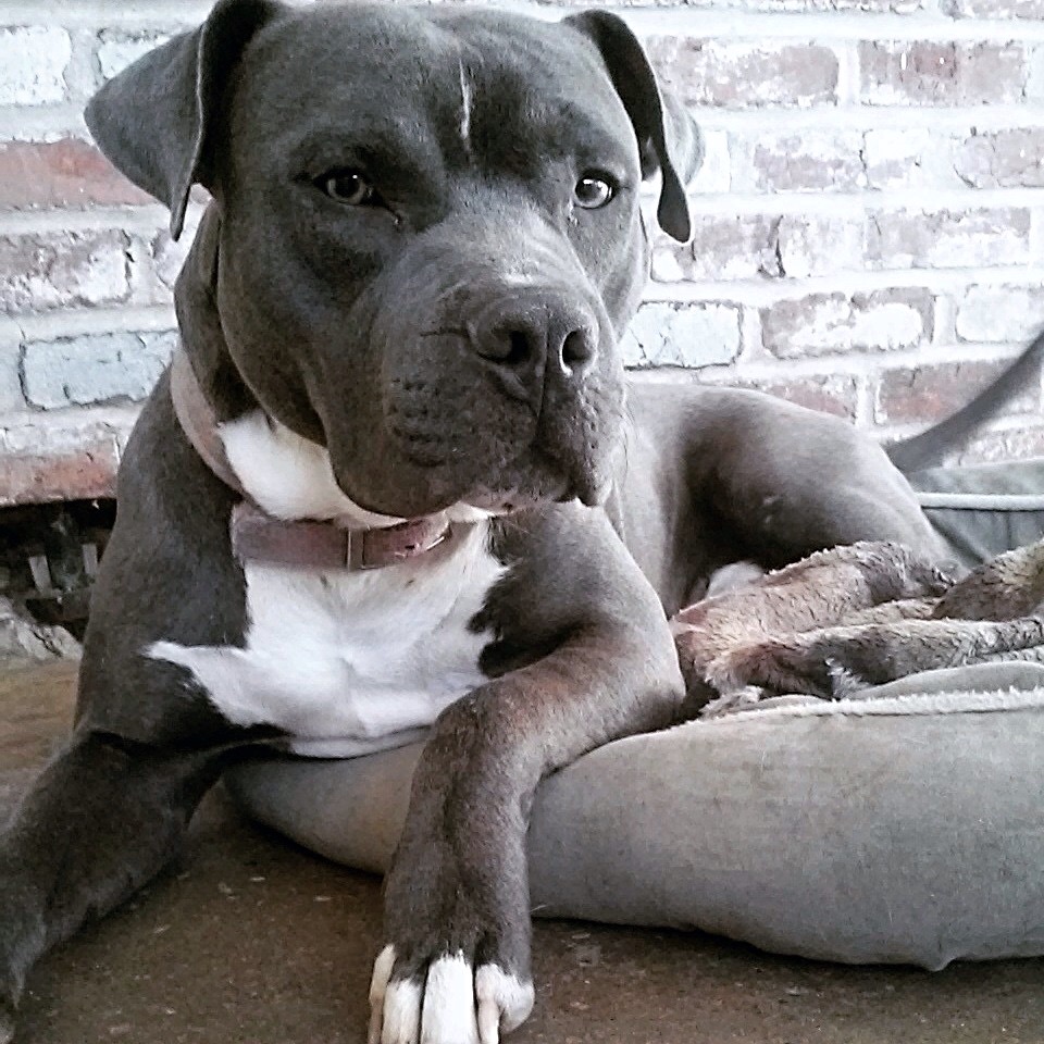 Image of Blue BLUE NOSE PITTY, Lost Dog