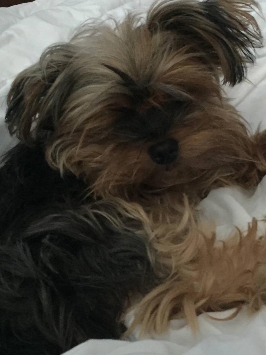 Image of Dolly, Lost Dog