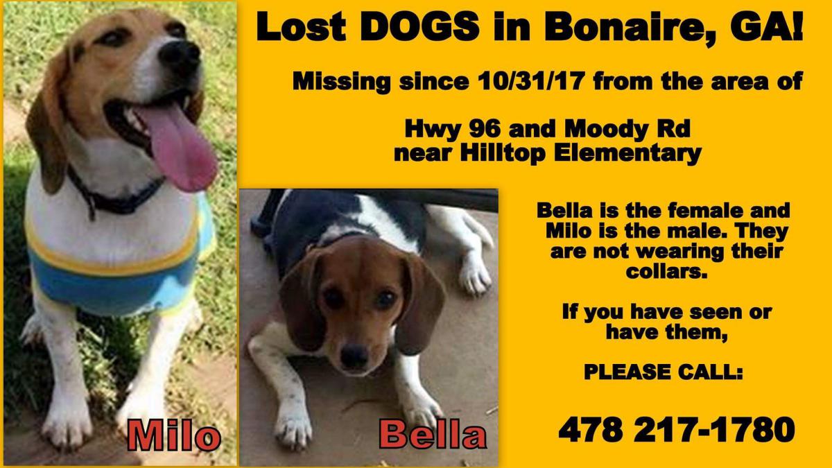 Image of Milo and Bella, Lost Dog