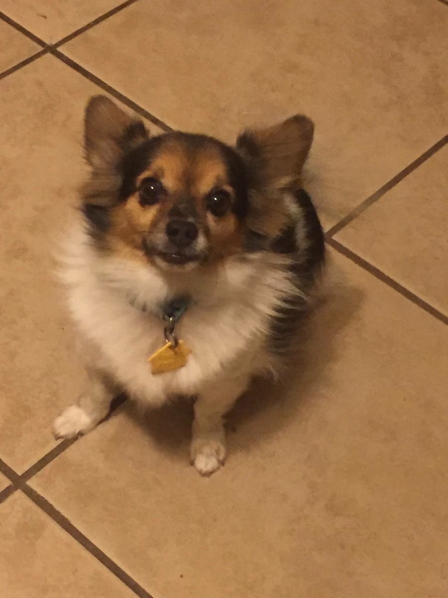 Image of Chico, Lost Dog