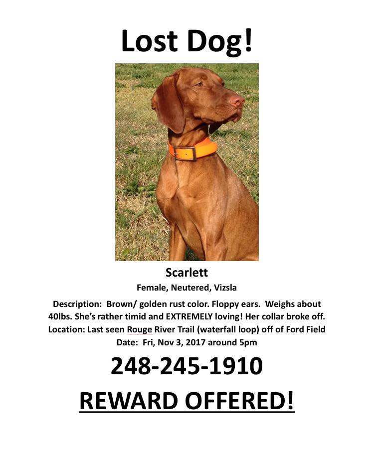 Image of Scarlett, Lost Dog