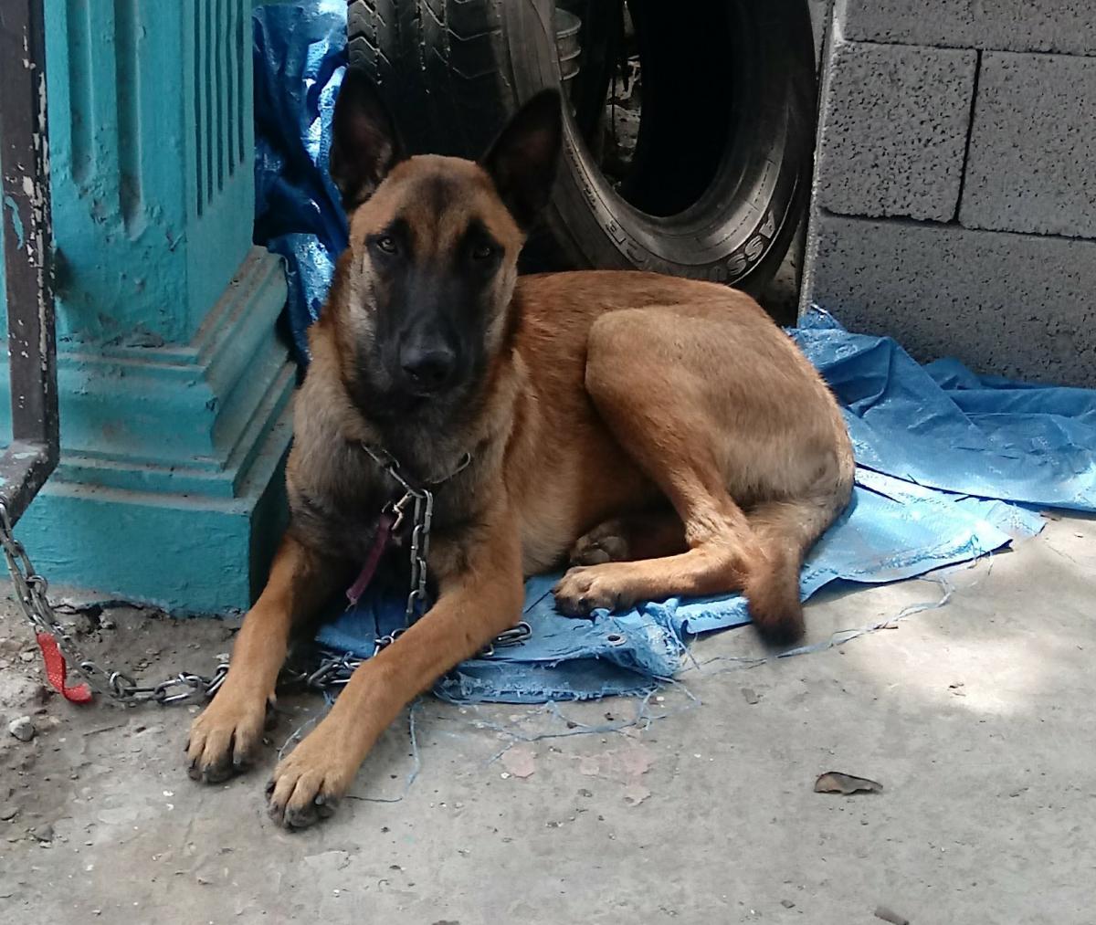 Image of Sultan, Lost Dog