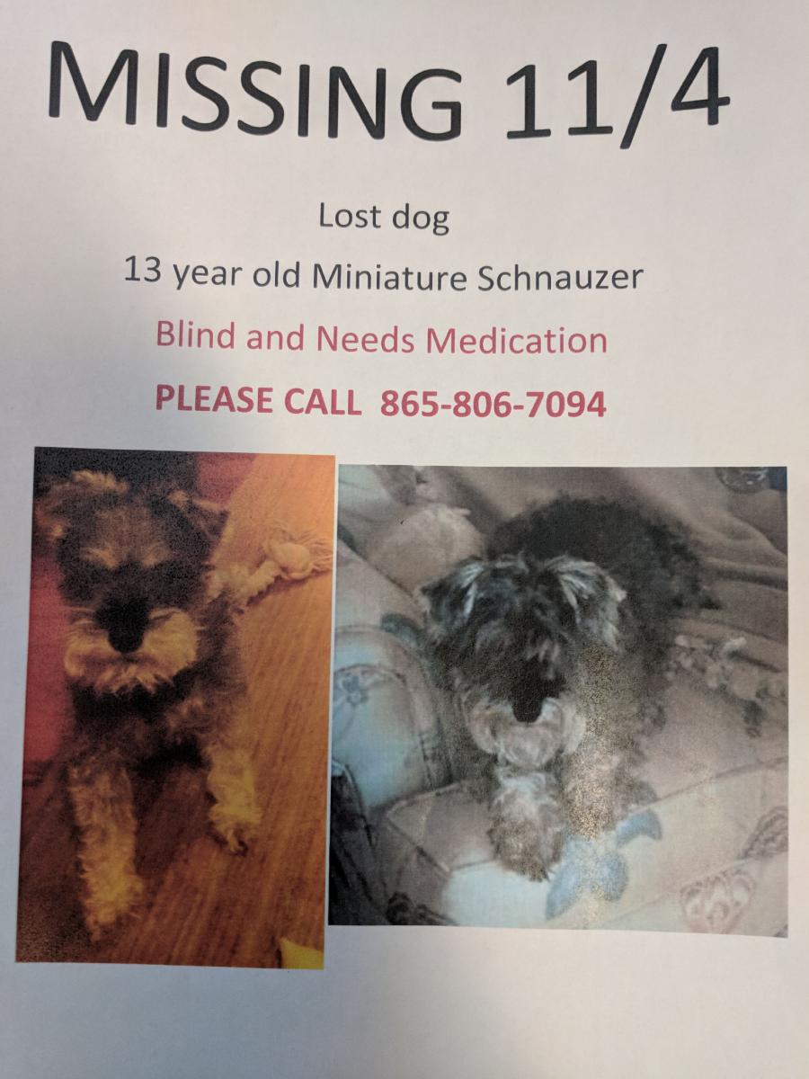 Image of Poochie, Lost Dog