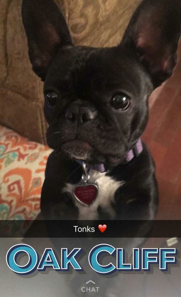 Image of Tonks, Lost Dog