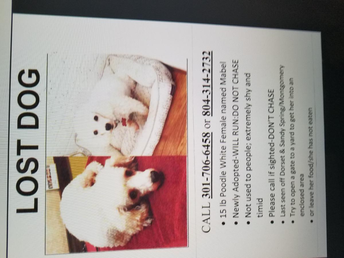 Image of Maybel, Lost Dog