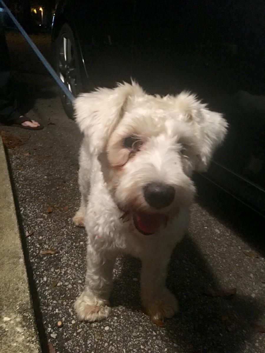 Image of Unknown/Found , Lost Dog