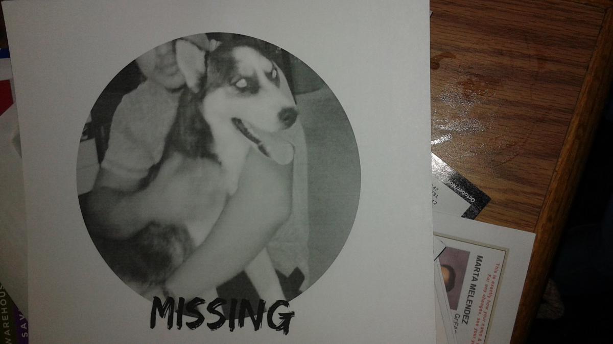 Image of Sky, Lost Dog