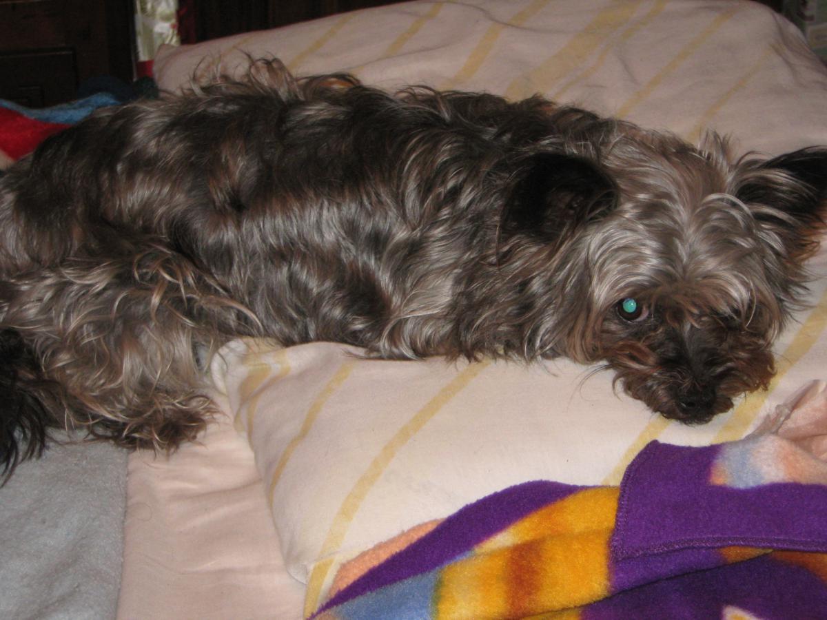 Image of Tinkerbelle, Lost Dog