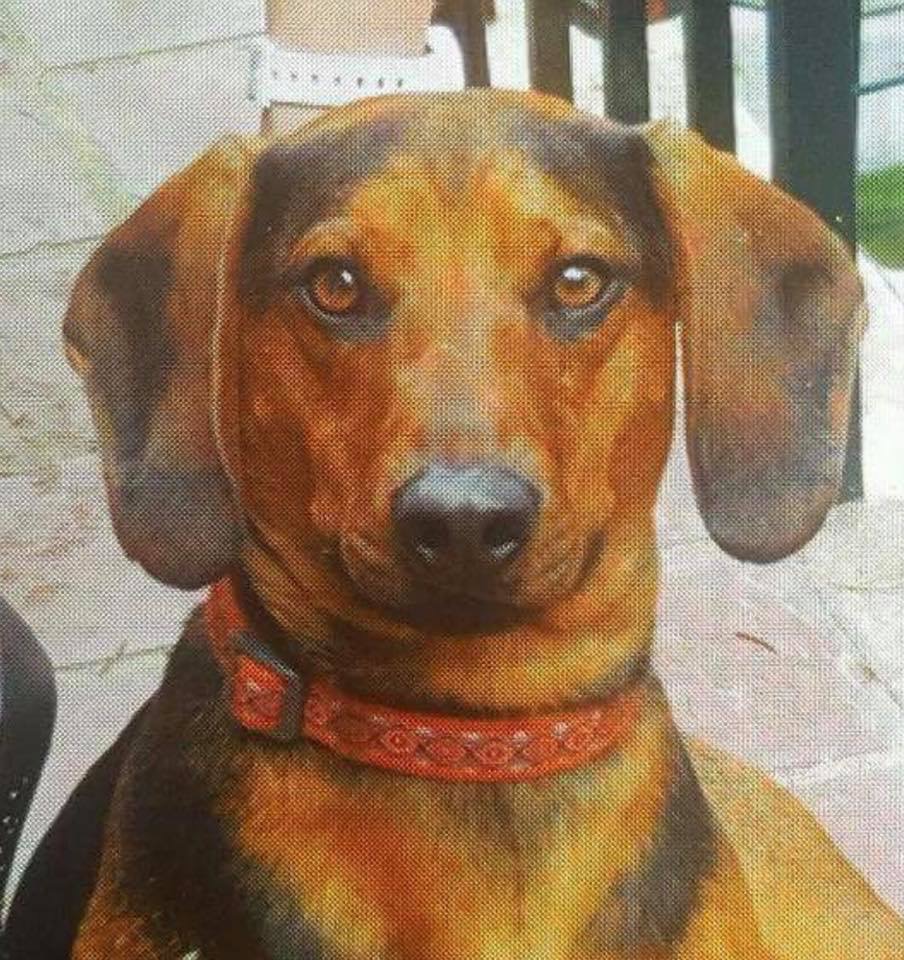 Image of Walter, Lost Dog