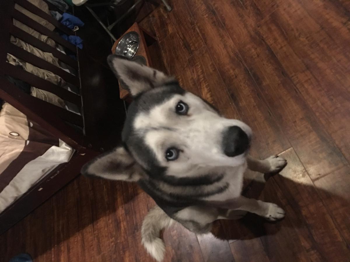 Image of Spooky, Lost Dog