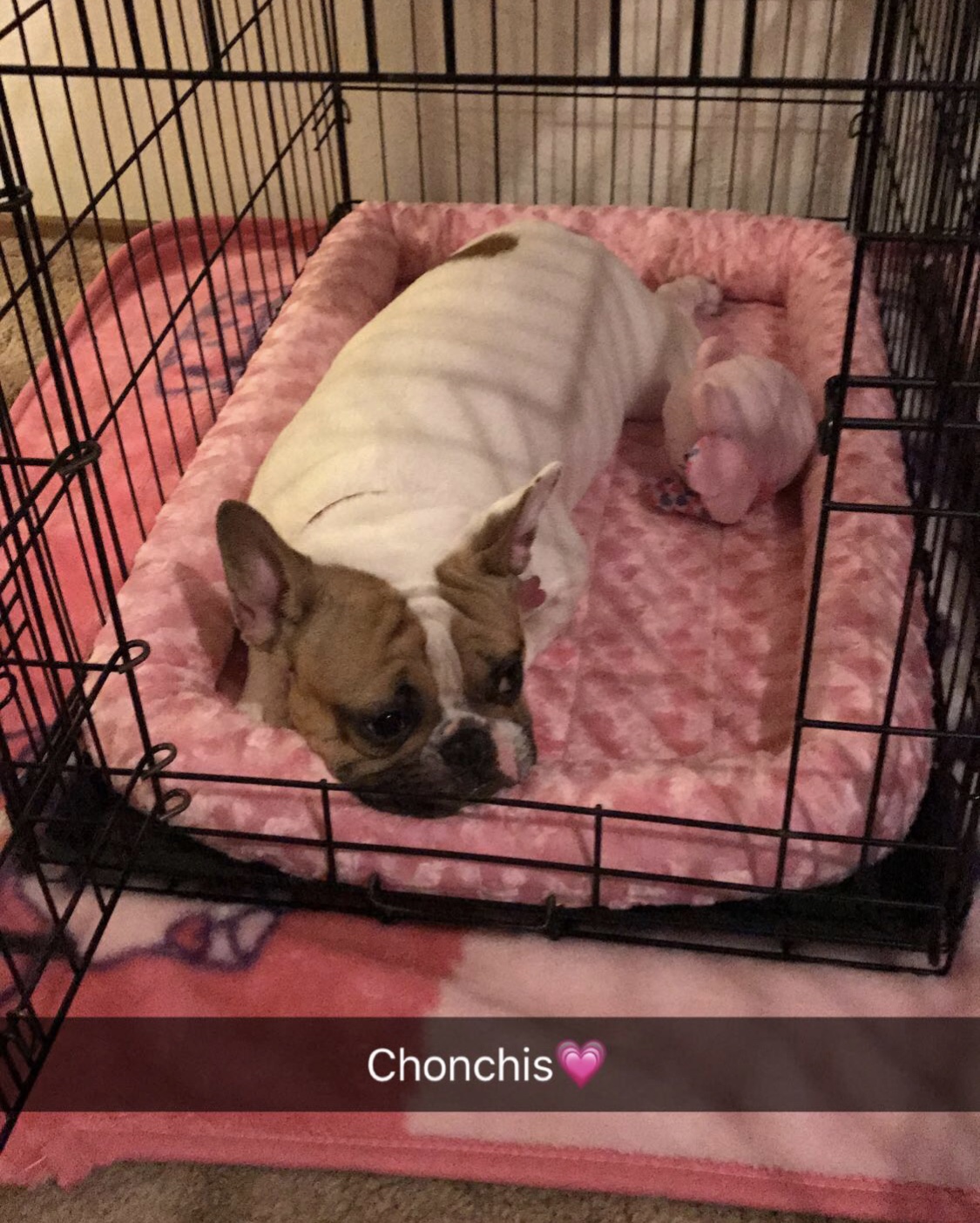 Image of Chonchis, Lost Dog