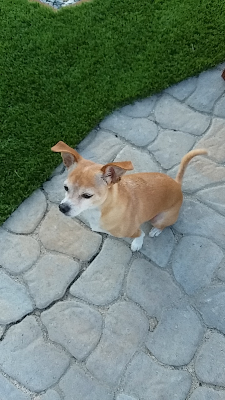 Image of Milo, Lost Dog
