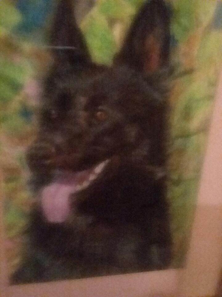 Image of Ina, Lost Dog