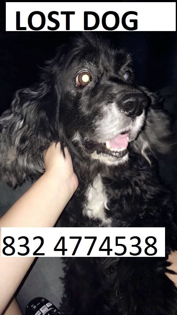 Image of STEWI, Lost Dog