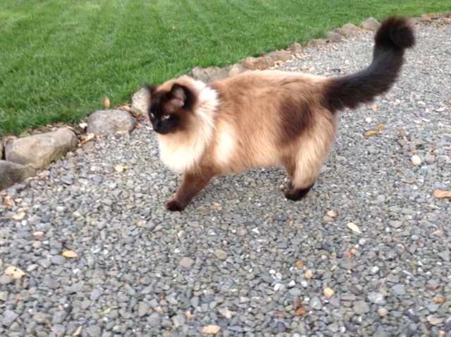 Image of Packy, Lost Cat