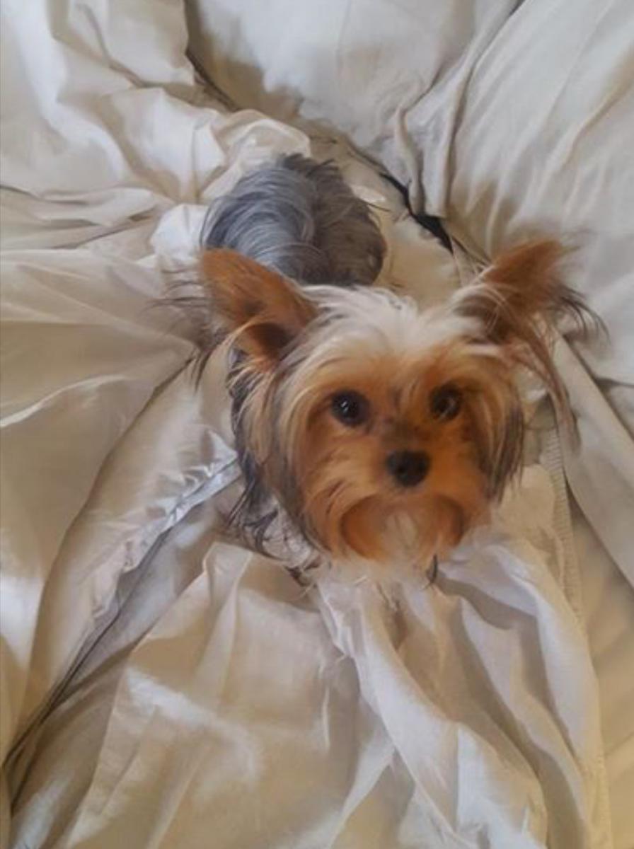 Image of Lilly, Lost Dog