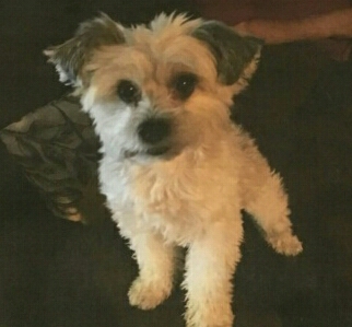 Image of DAISEY, Lost Dog