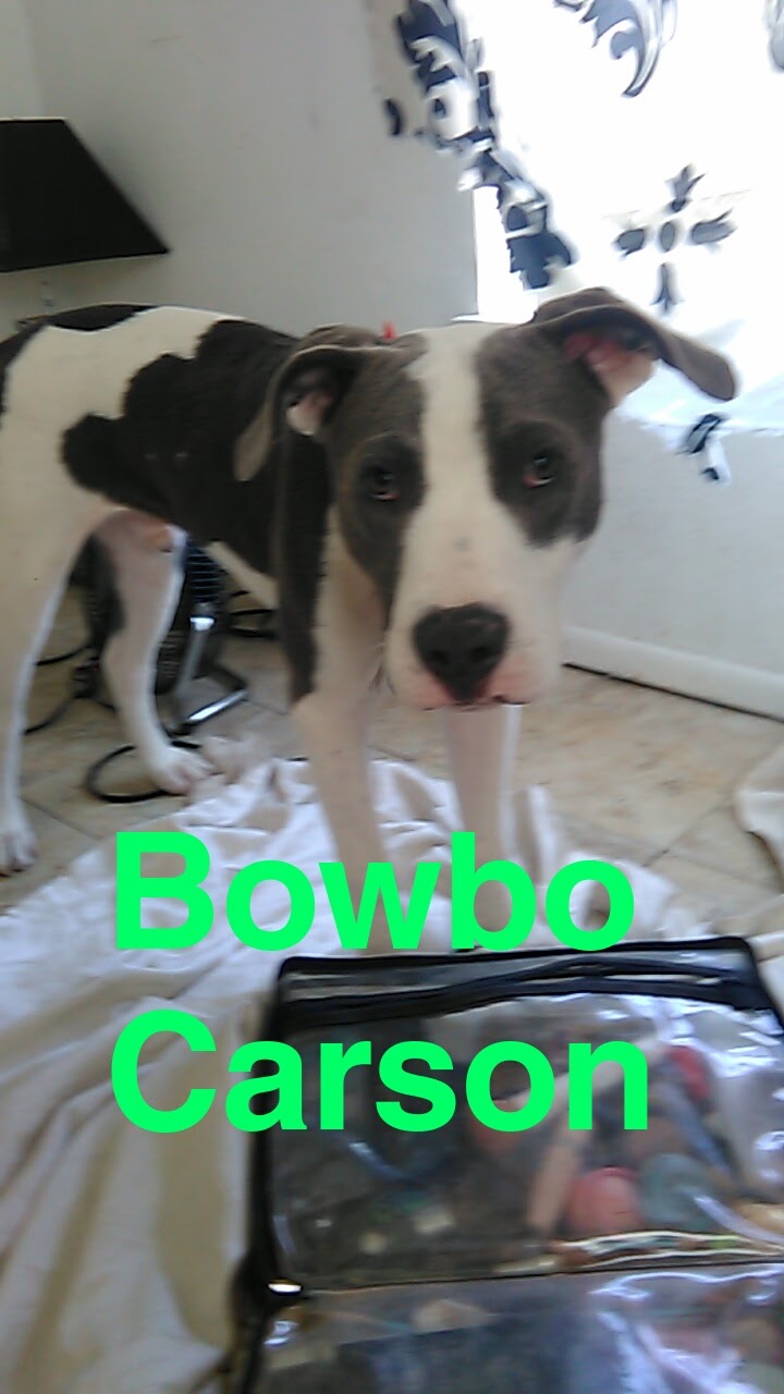 Image of bowbo carson, Lost Dog