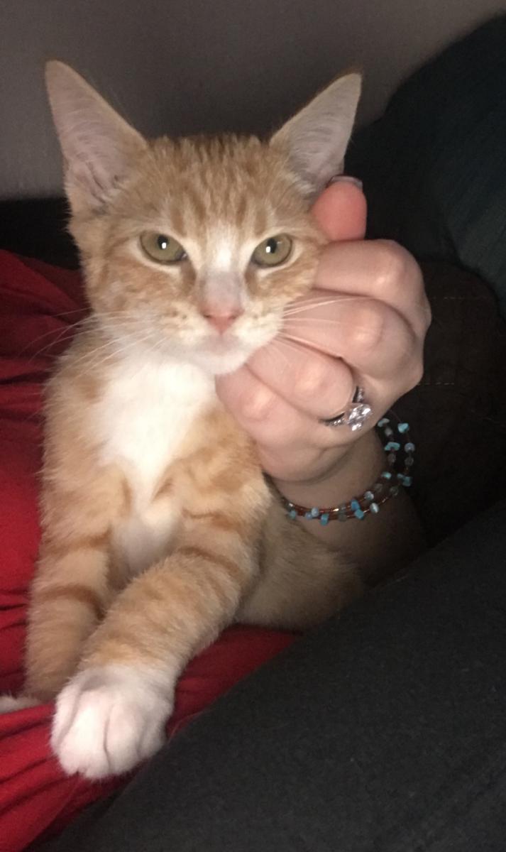 Image of Ginger McMitten, Lost Cat