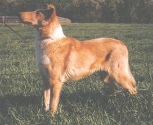 Image of Gizelle, Lost Dog