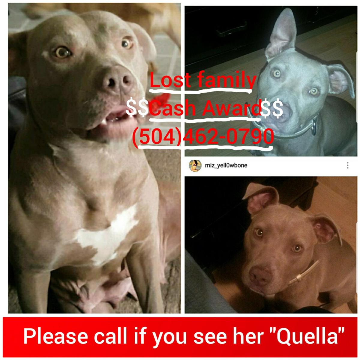 Image of Quella, Lost Dog