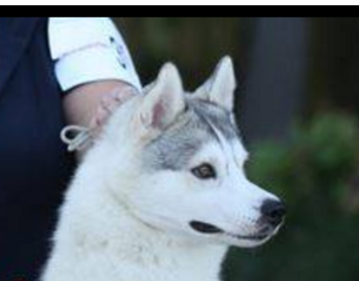 Image of Aurora, Lost Dog