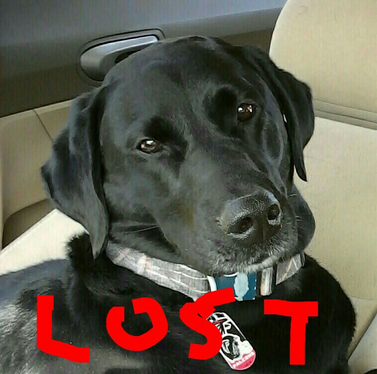 Image of Jake, Lost Dog
