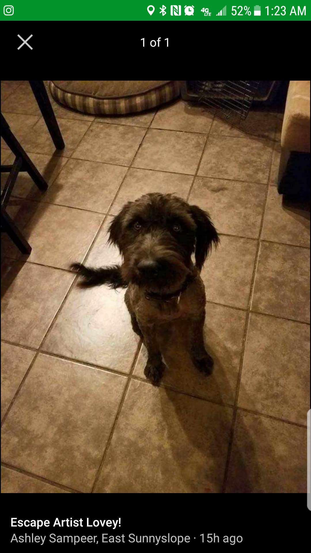 Image of Lovey, Lost Dog