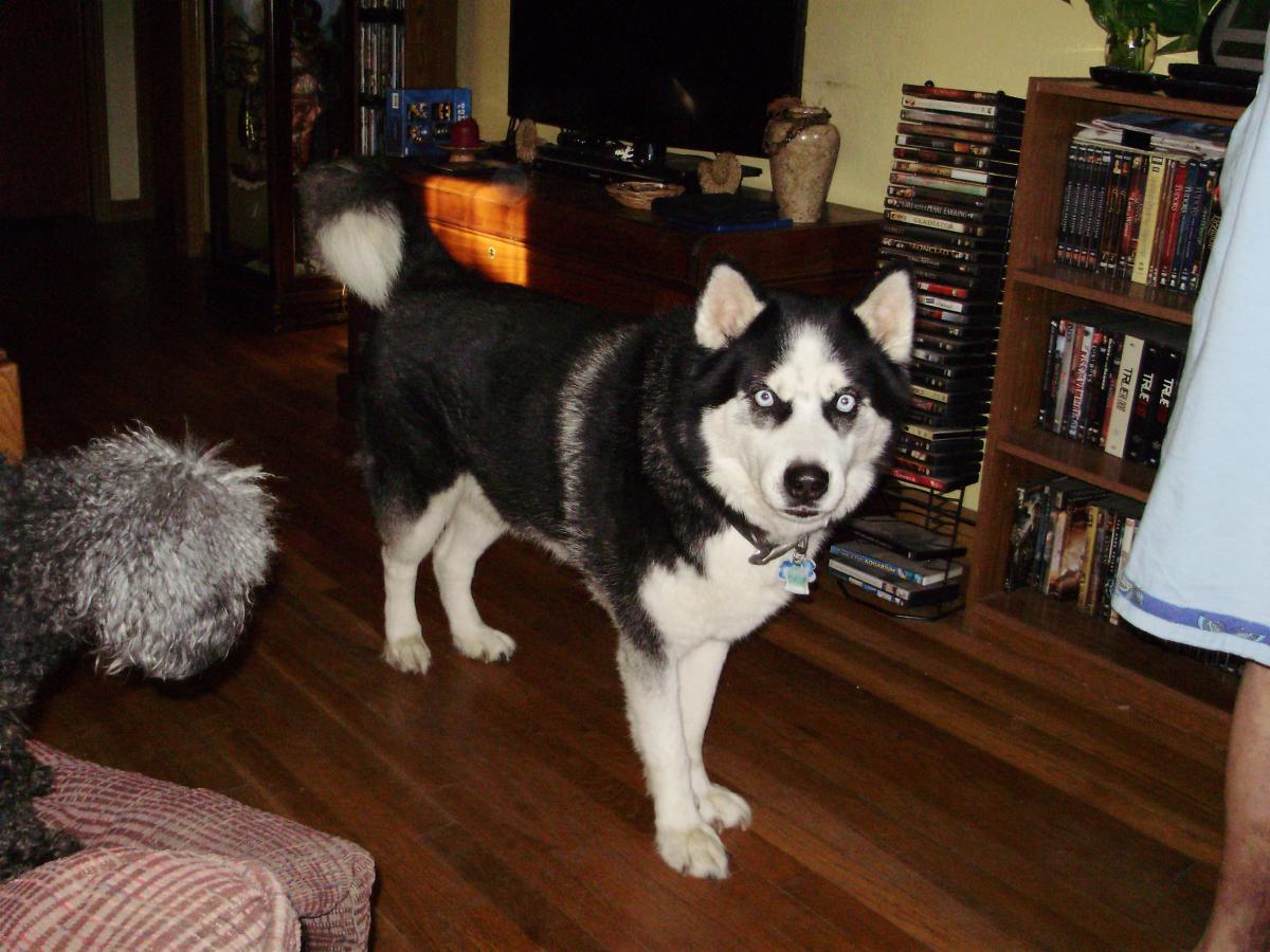 Image of Koda, Lost Dog