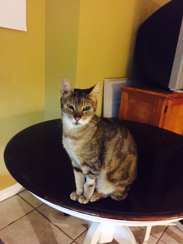 Image of Tigerlily, Lost Cat