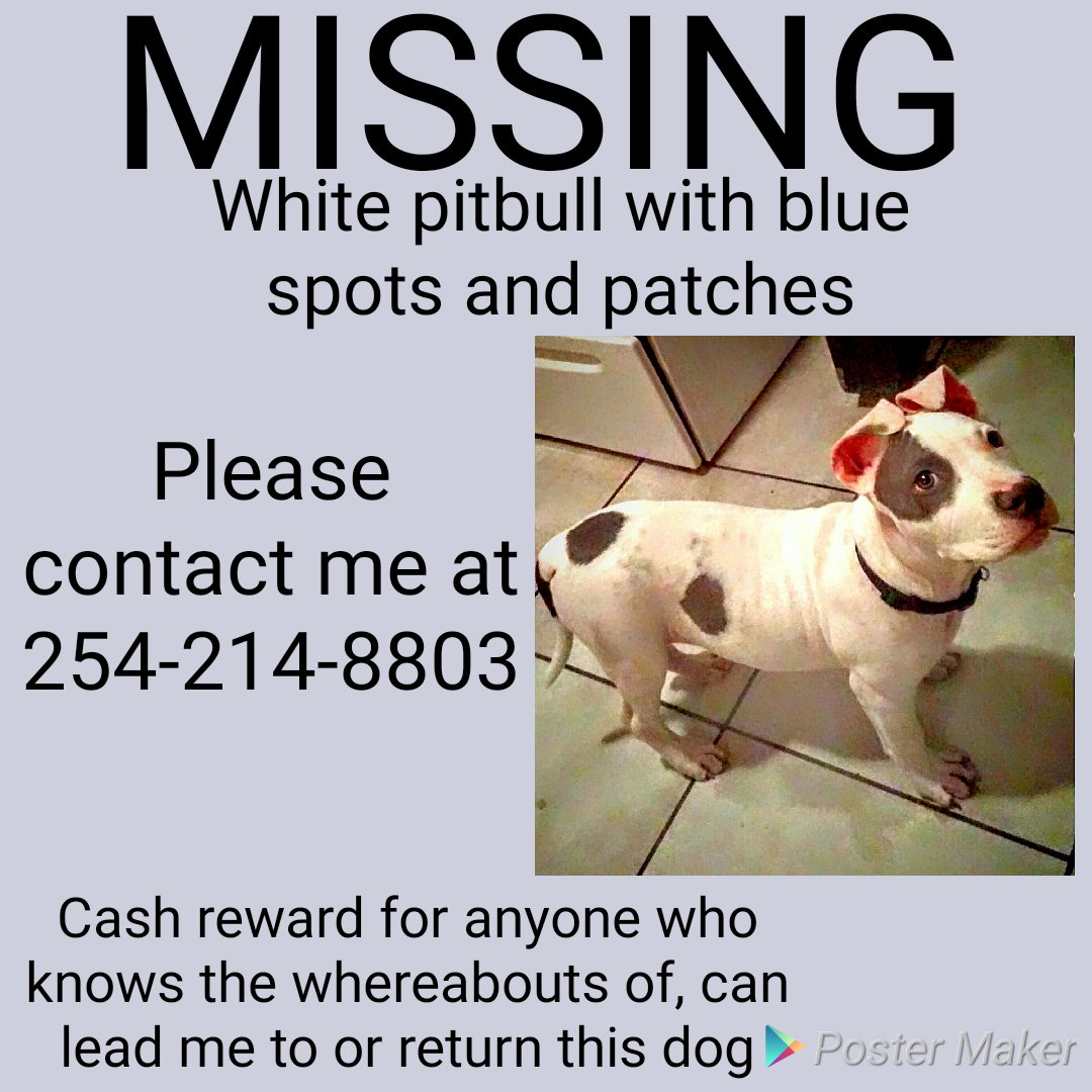 Image of Chubs, Lost Dog