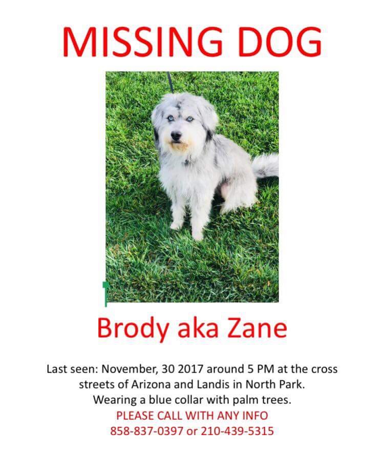 Image of Brody, Lost Dog