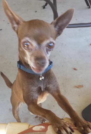 Image of CHIKEYS, Lost Dog
