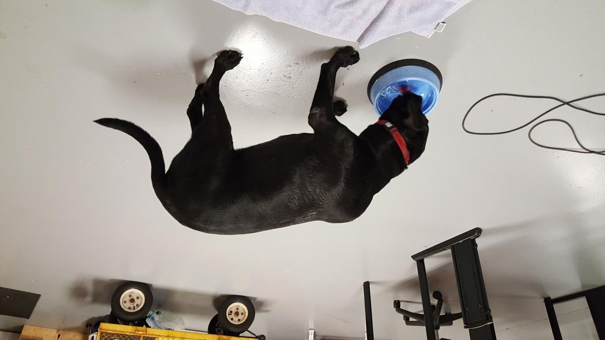 Image of Black Lab, Found Dog