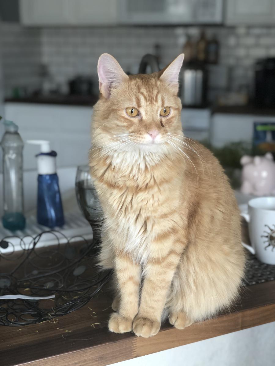 Image of Tangie, Lost Cat