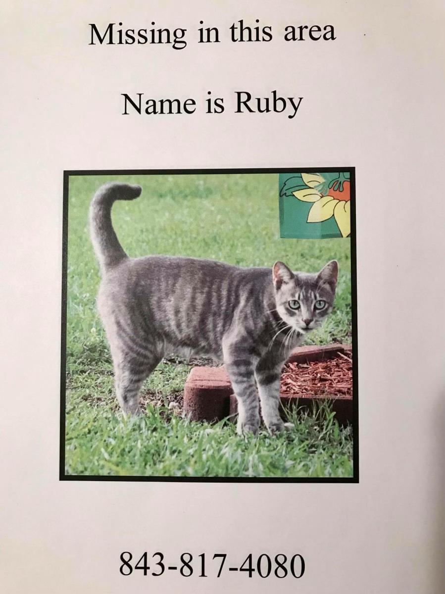 Image of Ruby Azevedo, Lost Cat