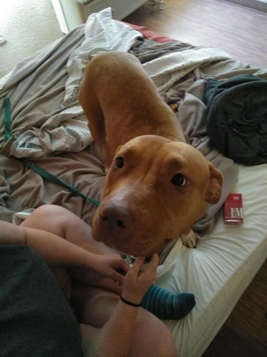 Image of Ruby Rose, Lost Dog