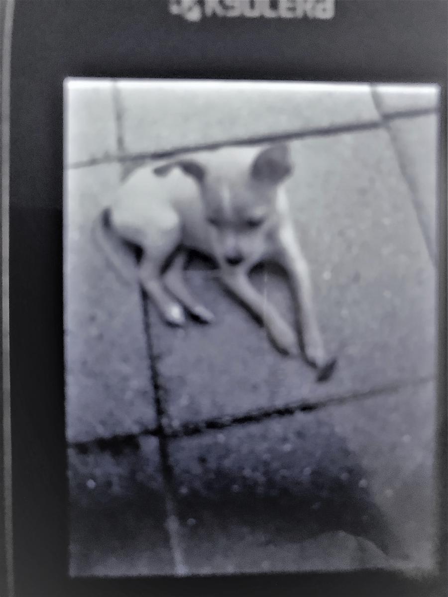 Image of Cha Cha, Lost Dog