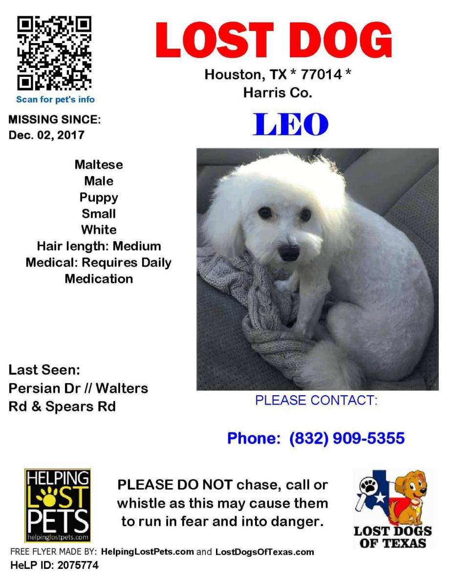 Image of LEO, Lost Dog