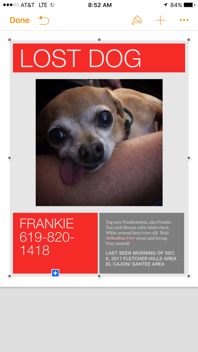 Image of Frankenstein/frankie, Lost Dog