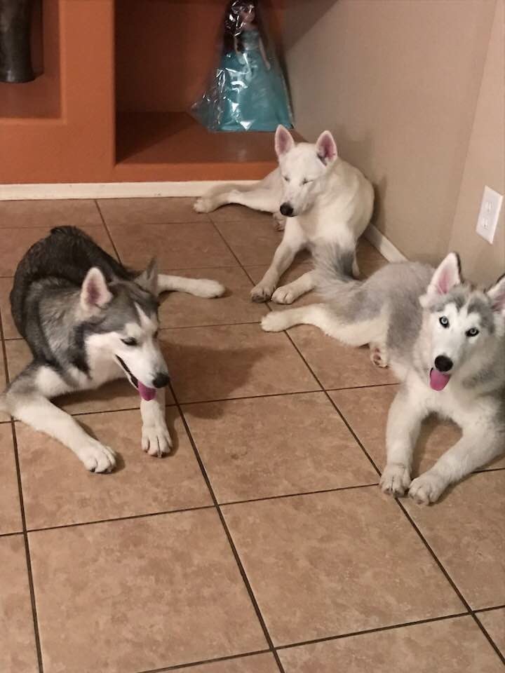 Image of Three huskies, Lost Dog