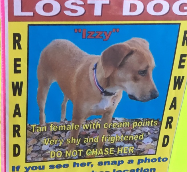 Image of Izzy, Lost Dog