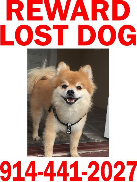 Image of Chippy, Lost Dog