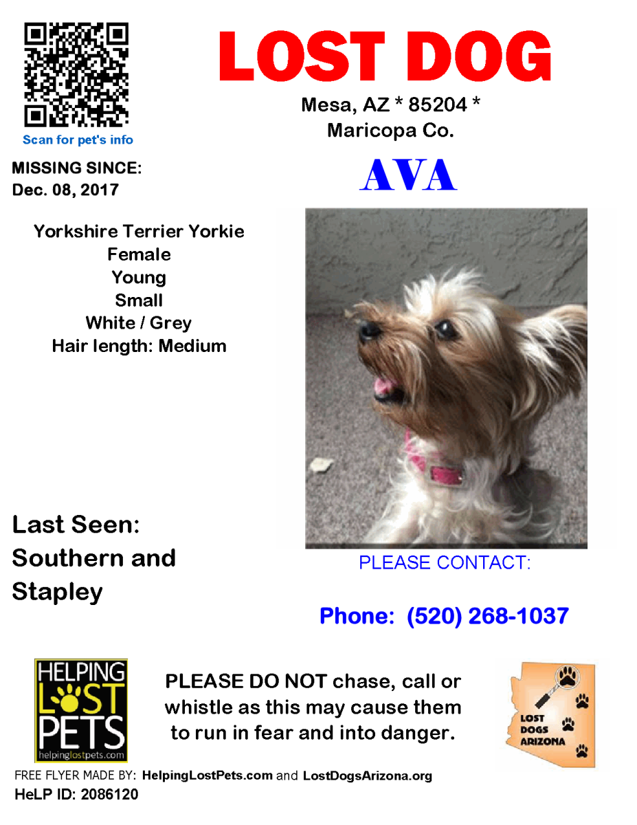 Image of Ava, Lost Dog