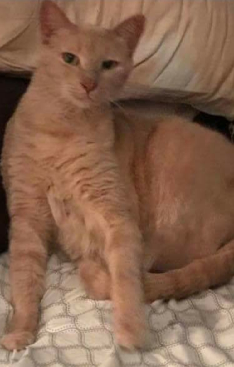 Image of Tyler/Tyty, Lost Cat