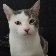 Image of Trix, Lost Cat