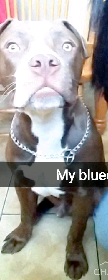 Image of Blue, Lost Dog