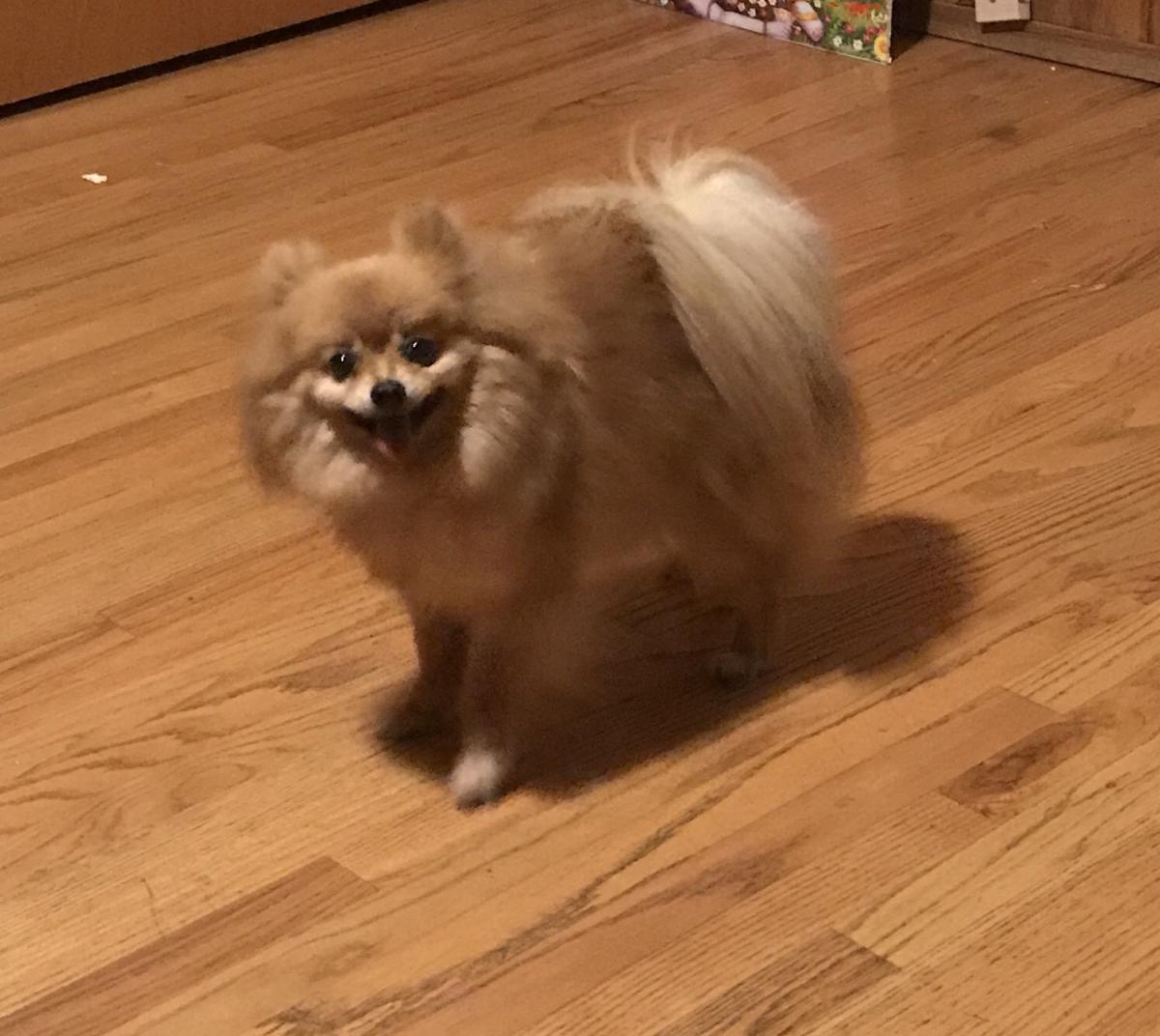 Image of Foxy Brown, Lost Dog